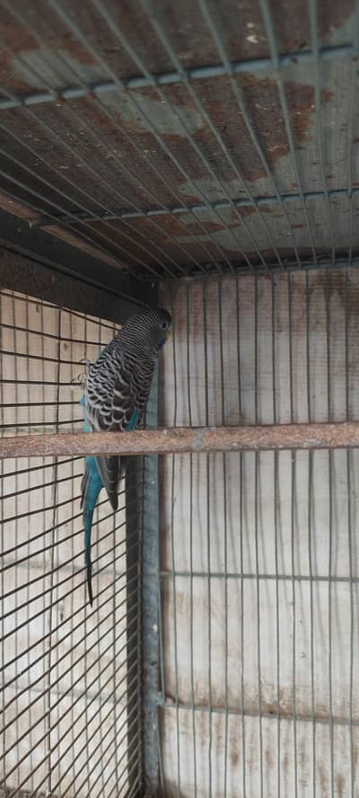 Blue black face, green ringneck