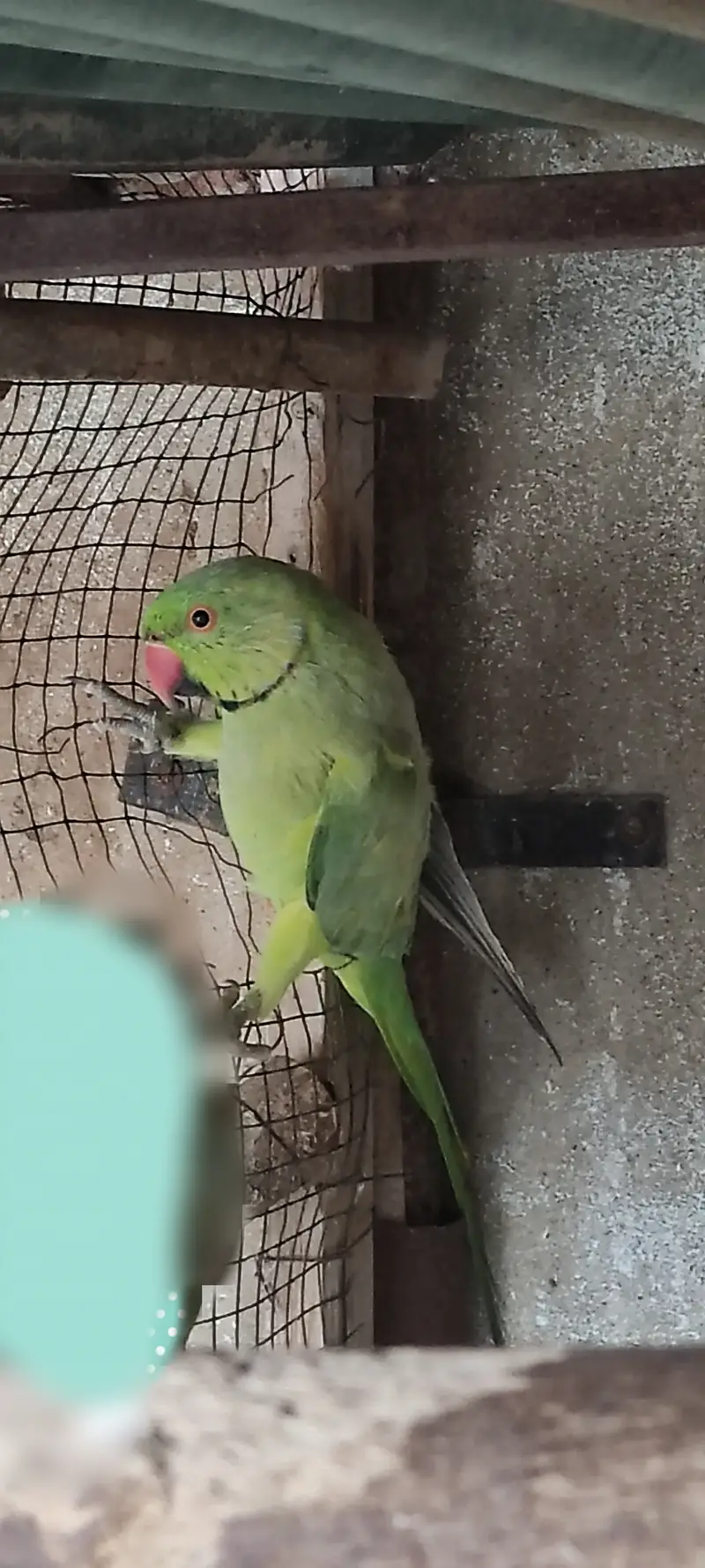 Blue black face, green ringneck — photo 2
