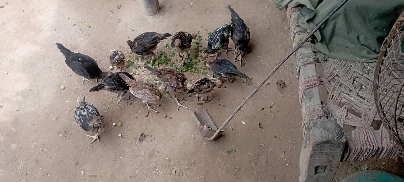 دیسی مرغیاں دستیاب ہے 2