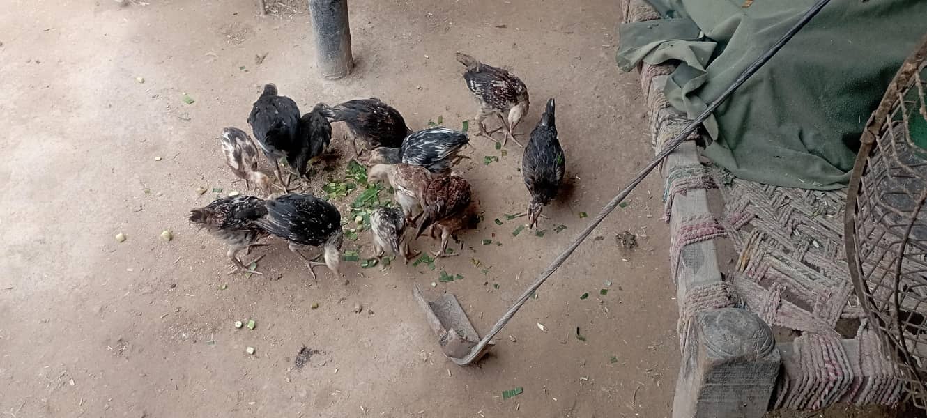 دیسی مرغیاں دستیاب ہے 3