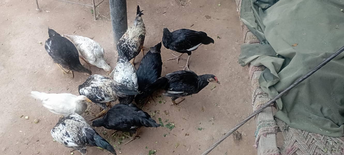 دیسی مرغیاں دستیاب ہے 4