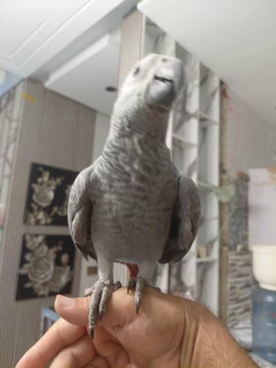 african grey self