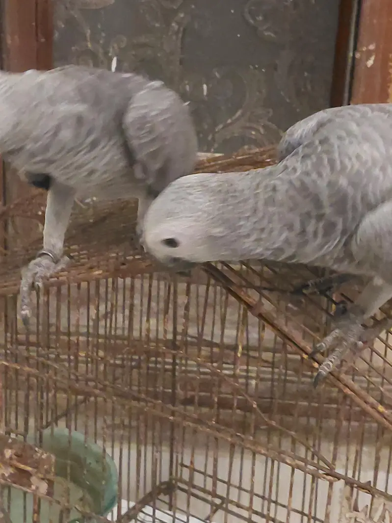 african grey self — photo 2