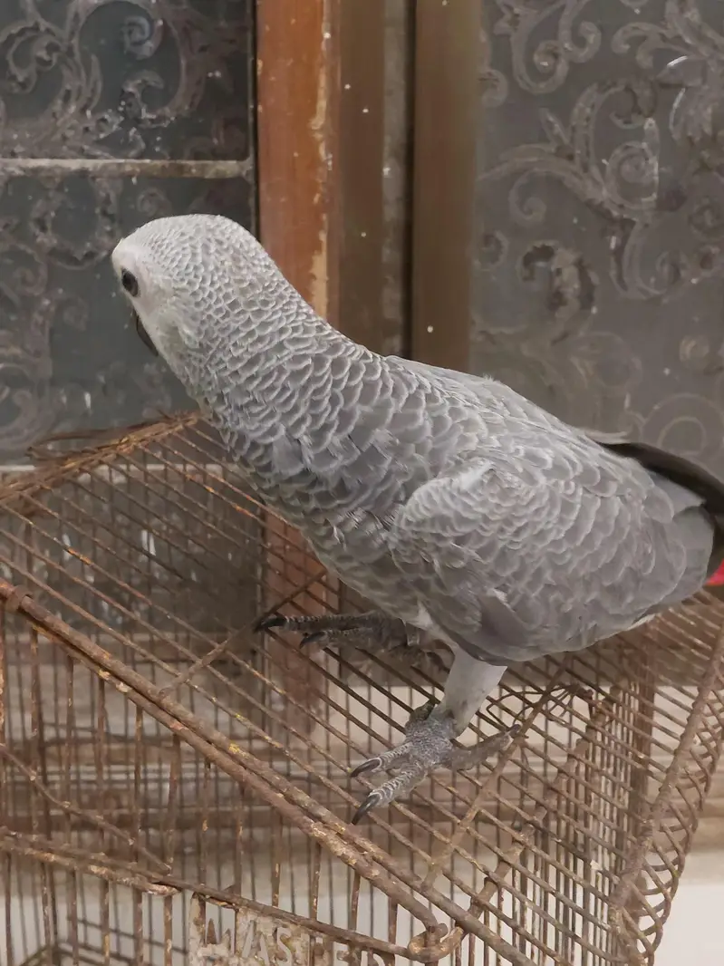 african grey self — photo 3