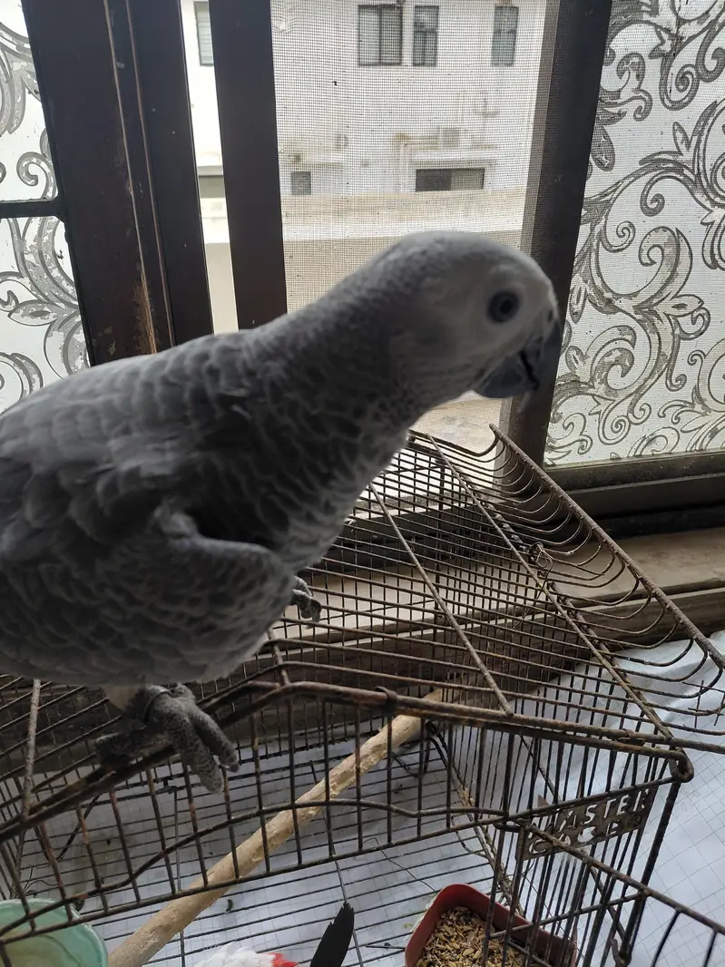 african grey self — photo 4