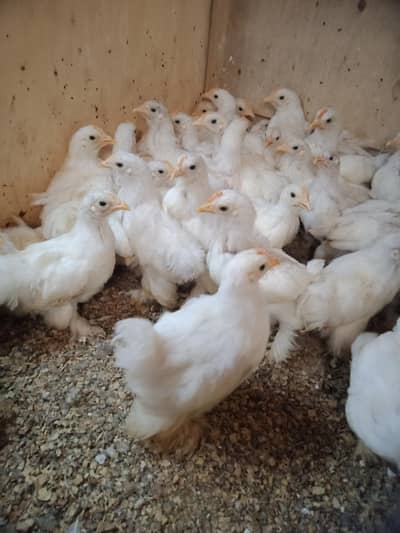 bantam chicks 750