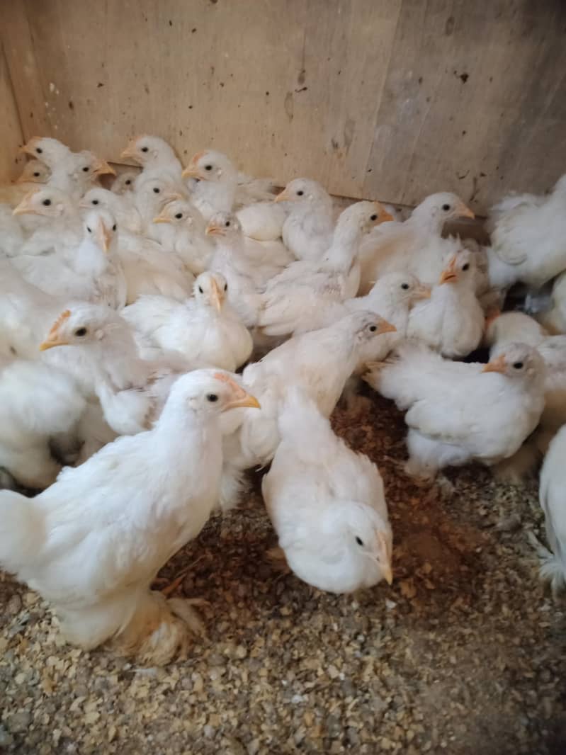 bantam chicks 750 1