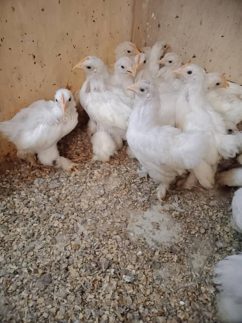 bantam chicks 750 2
