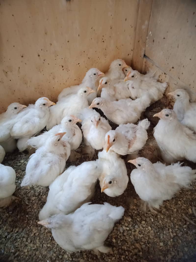 bantam chicks 750 3