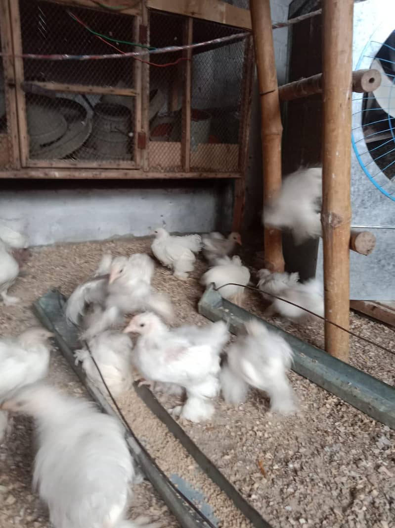 bantam chicks 750 4