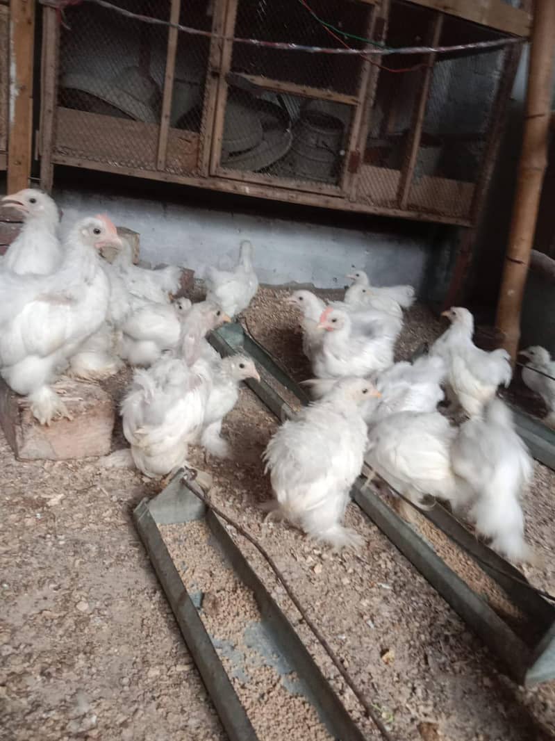 bantam chicks 750 5