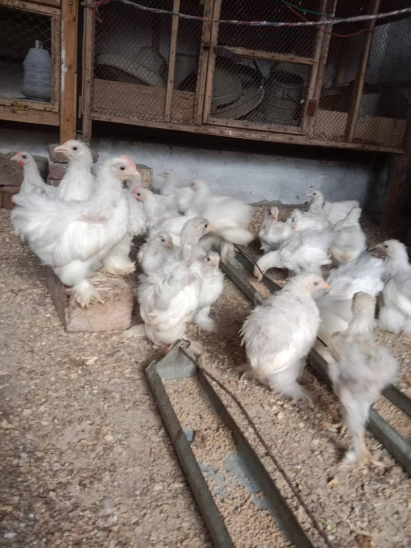bantam chicks 750 6