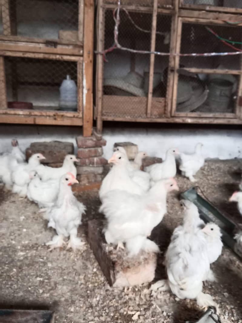 bantam chicks 750 7