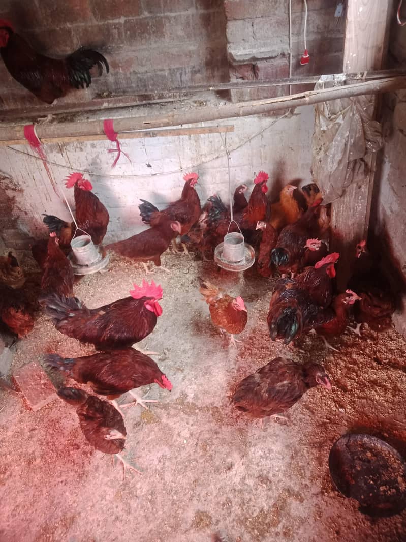 bantam chicks 750 8