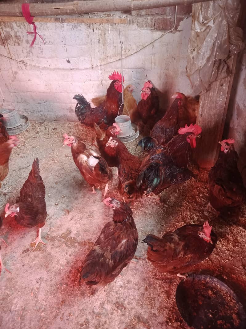 bantam chicks 750 9