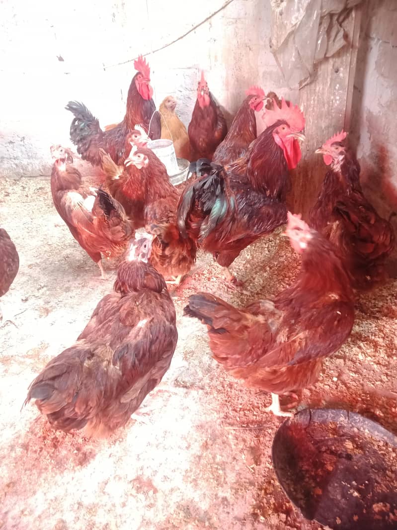 bantam chicks 750 10