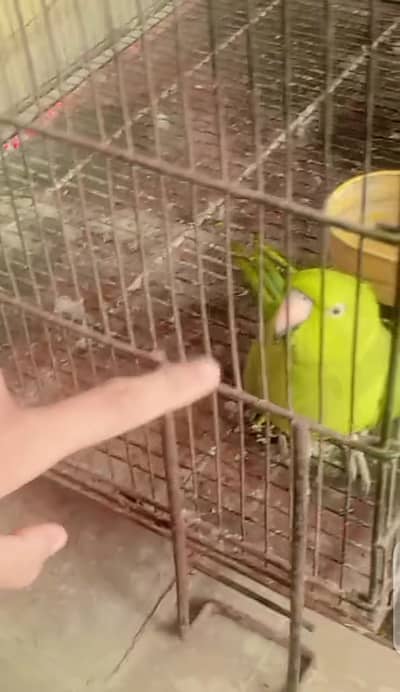 Talking parrot miyamithu and whistling