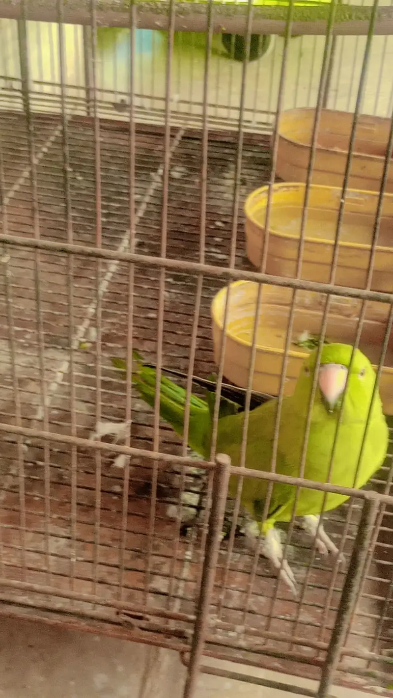 Talking parrot miyamithu and whistling — photo 2