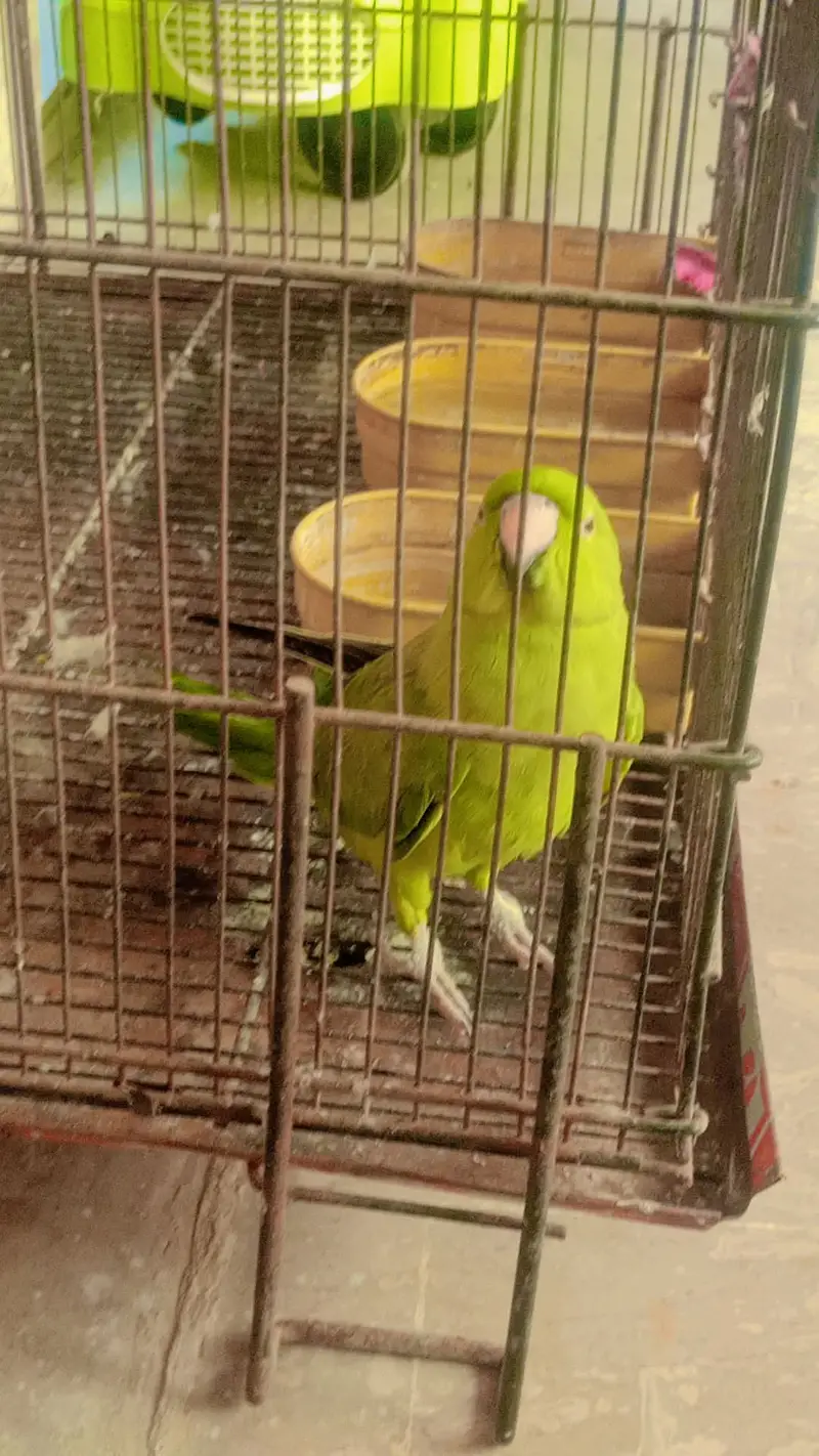 Talking parrot miyamithu and whistling — photo 3