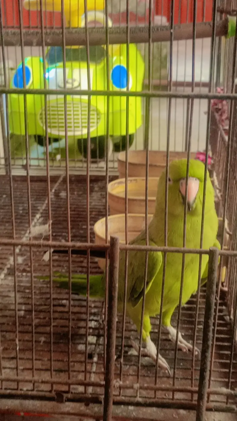 Talking parrot miyamithu and whistling — photo 4