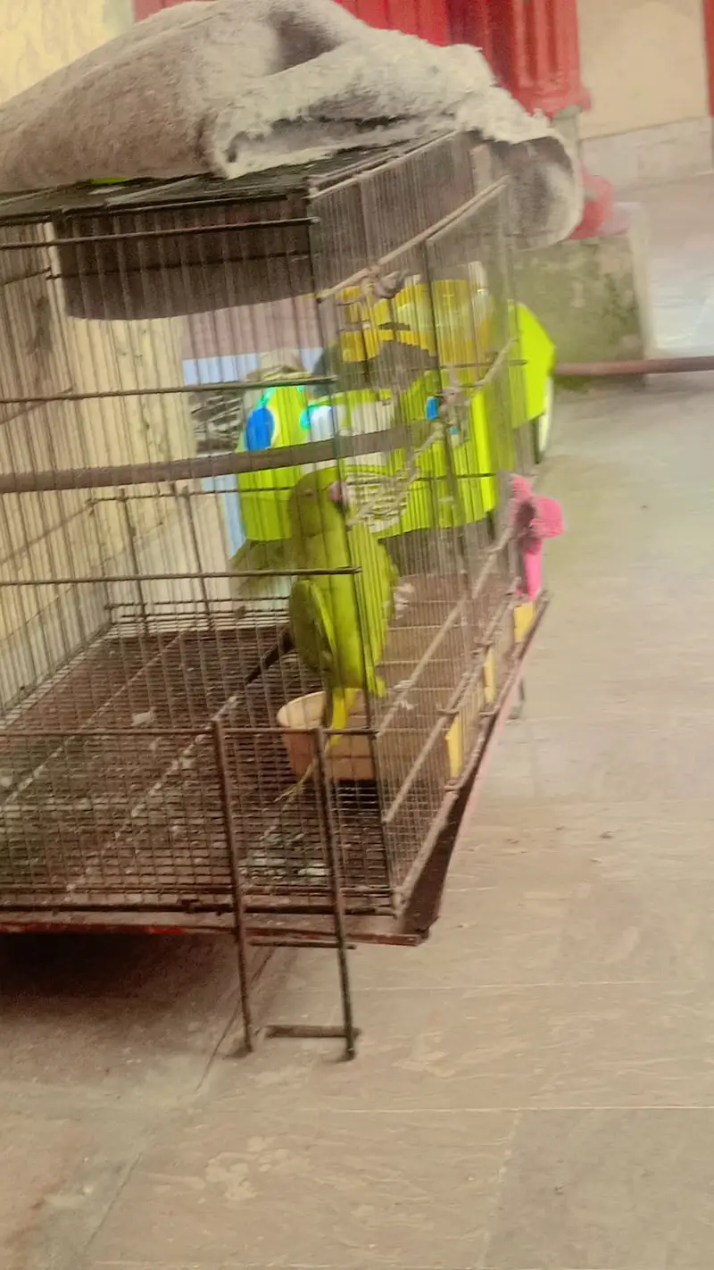 Talking parrot miyamithu and whistling — photo 5