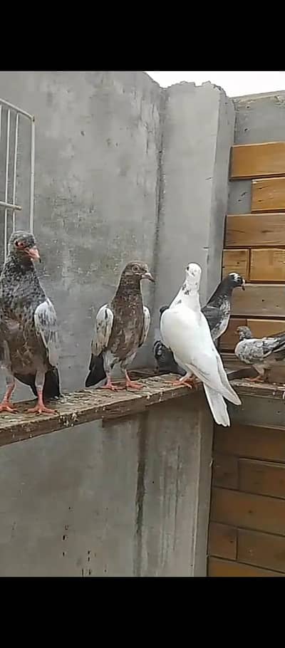 parwaazi mixx breed pigeons