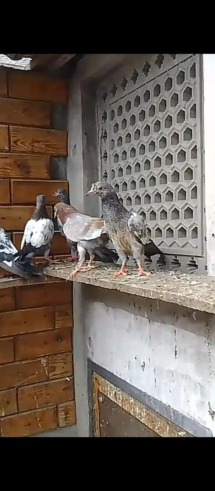 parwaazi mixx breed pigeons — photo 2