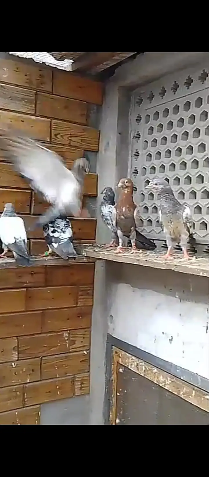 parwaazi mixx breed pigeons — photo 3
