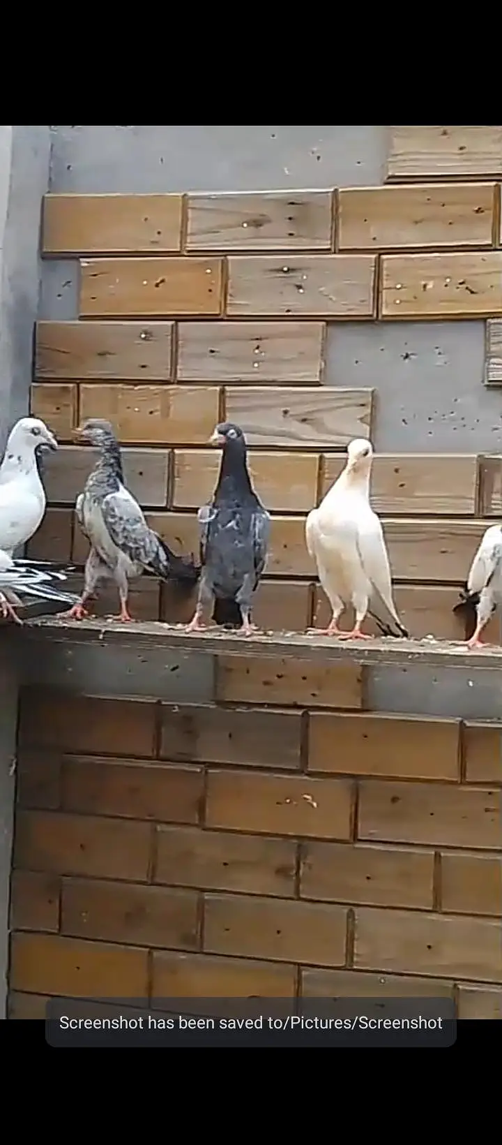 parwaazi mixx breed pigeons — photo 4