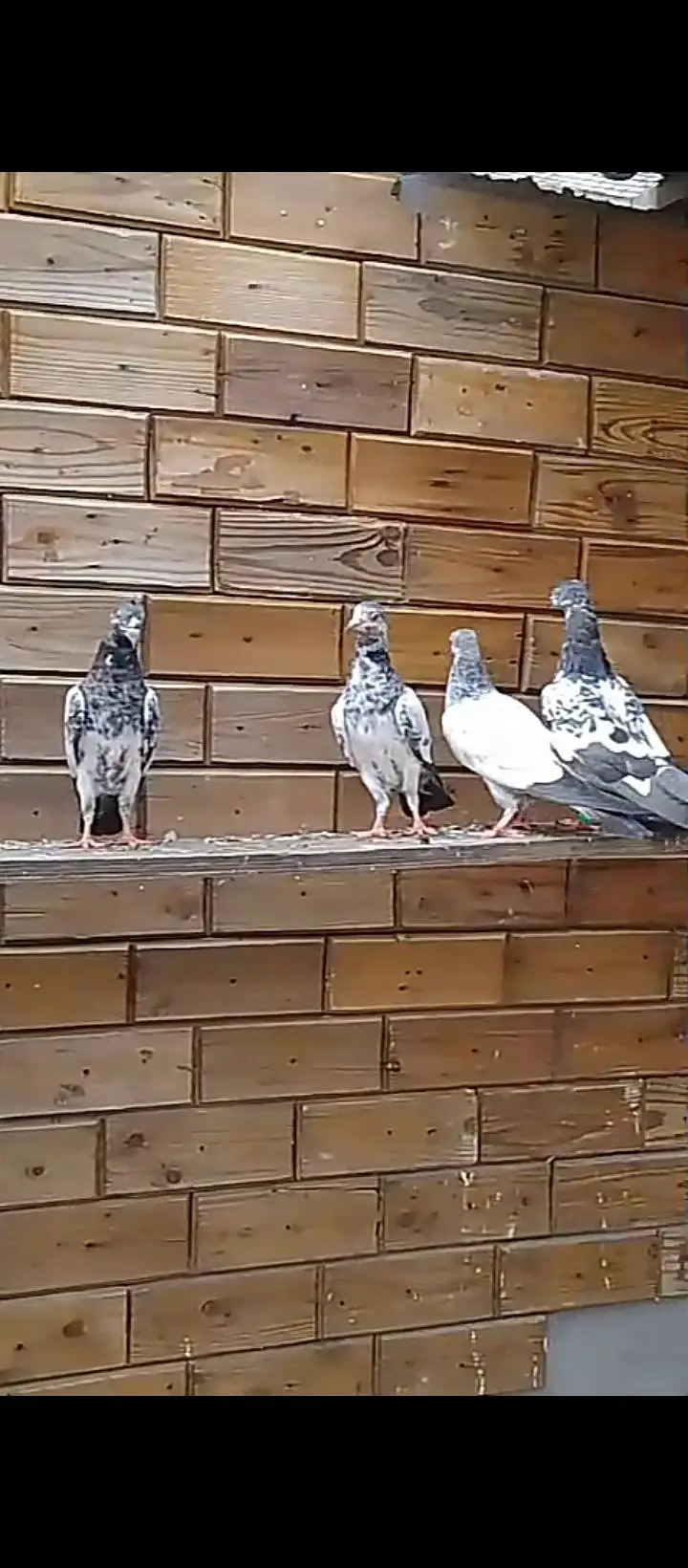 parwaazi mixx breed pigeons — photo 5