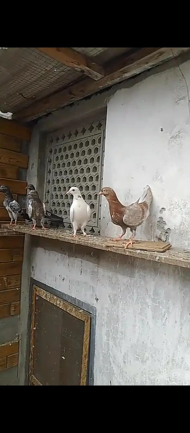 parwaazi mixx breed pigeons — photo 6