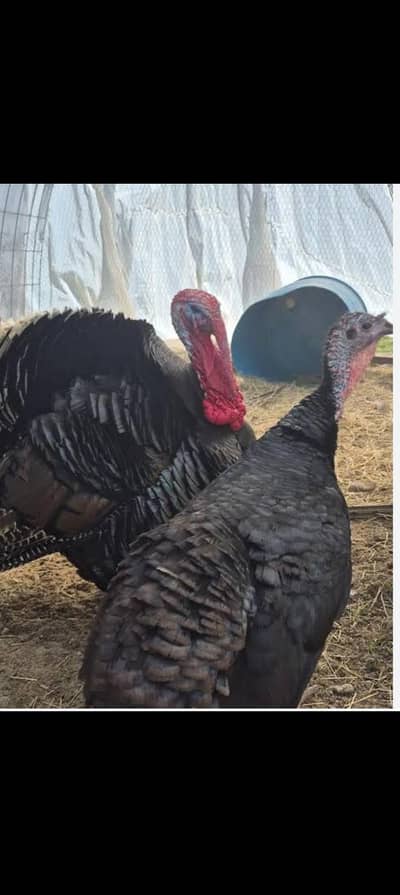 pair of turky