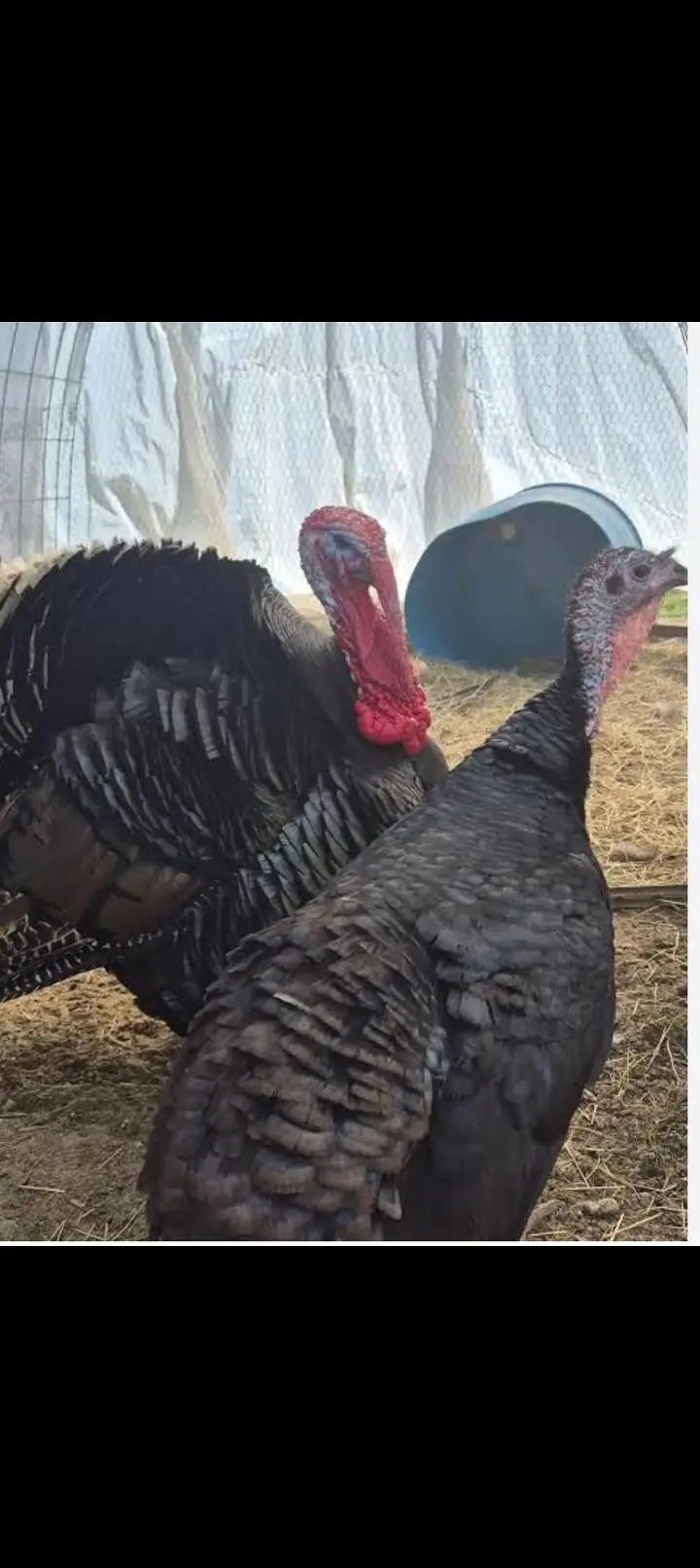 pair of turky