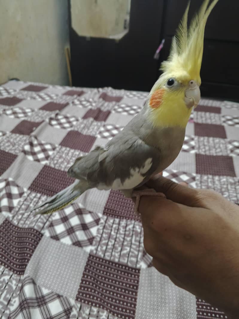zero bite 3