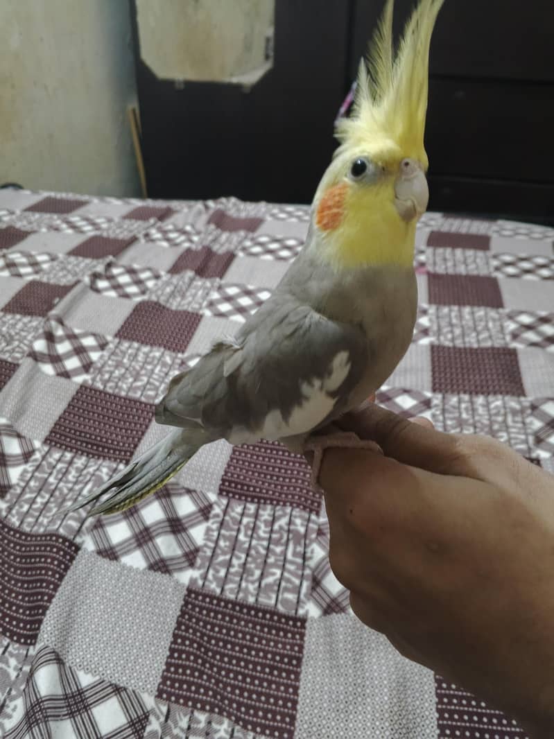 zero bite 4