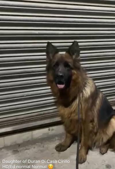 German shepherd breeder female