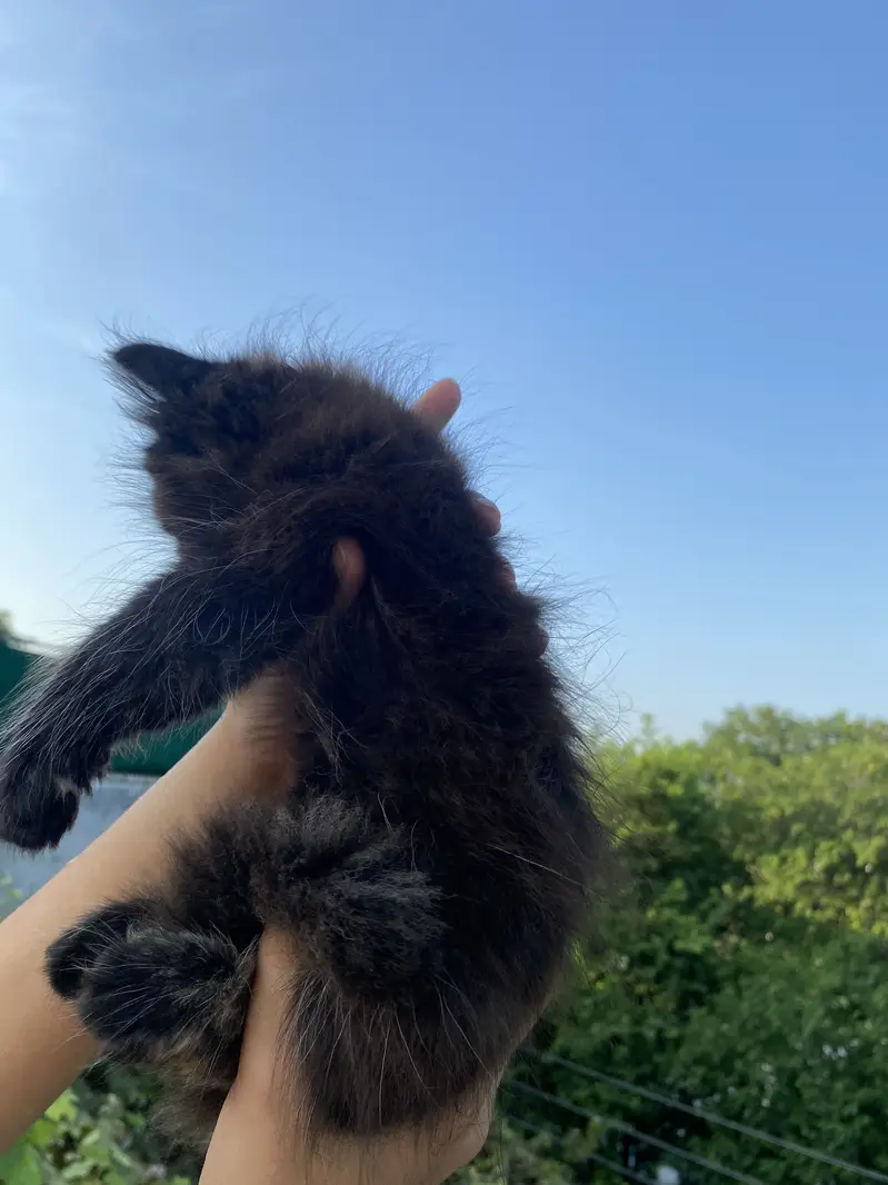 Mother with kitten — photo 3