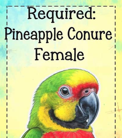 Required pineapple conure female