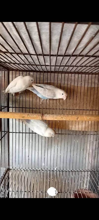 2 females 1 male (03206441878)
