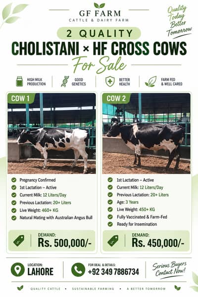 Cows for Sale| Pregnant animals | Cross Breed