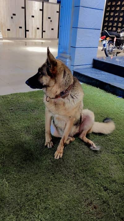 German Shepherd Female