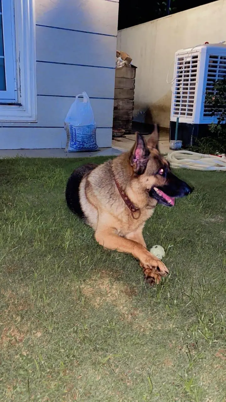 German Shepherd Female — photo 2