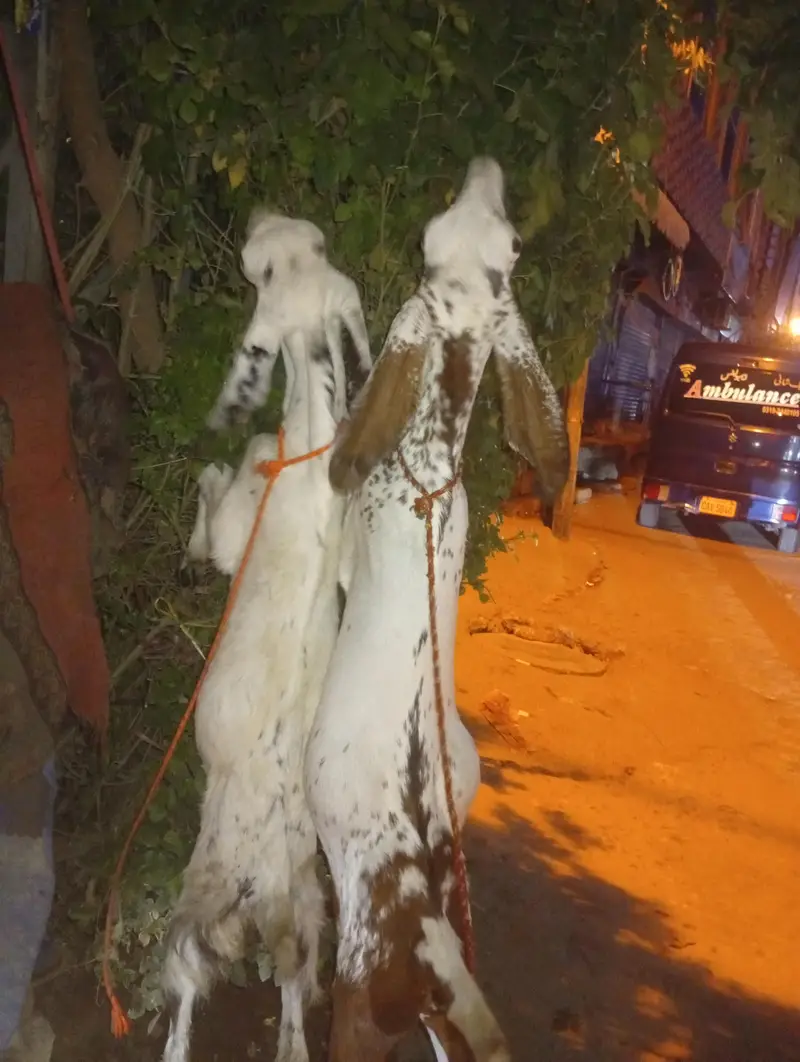female goat — photo 2