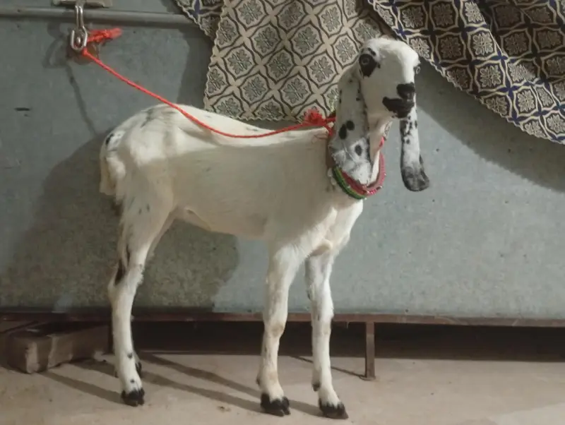 female goat — photo 3