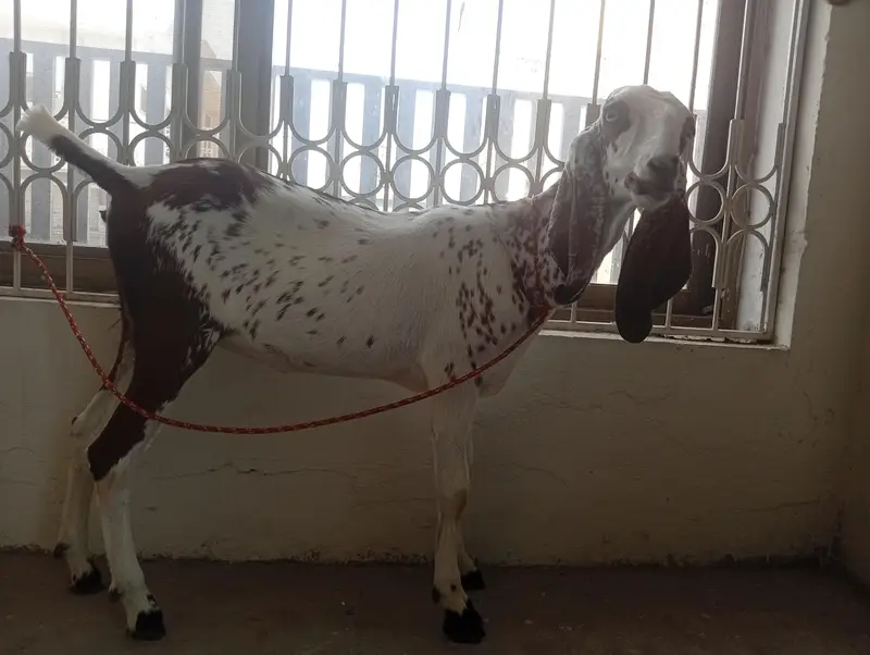 female goat — photo 4
