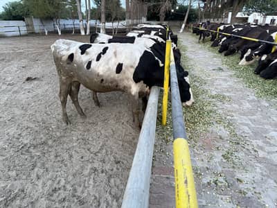 Walti nasal ki cows fore sale Han 30 plus milk