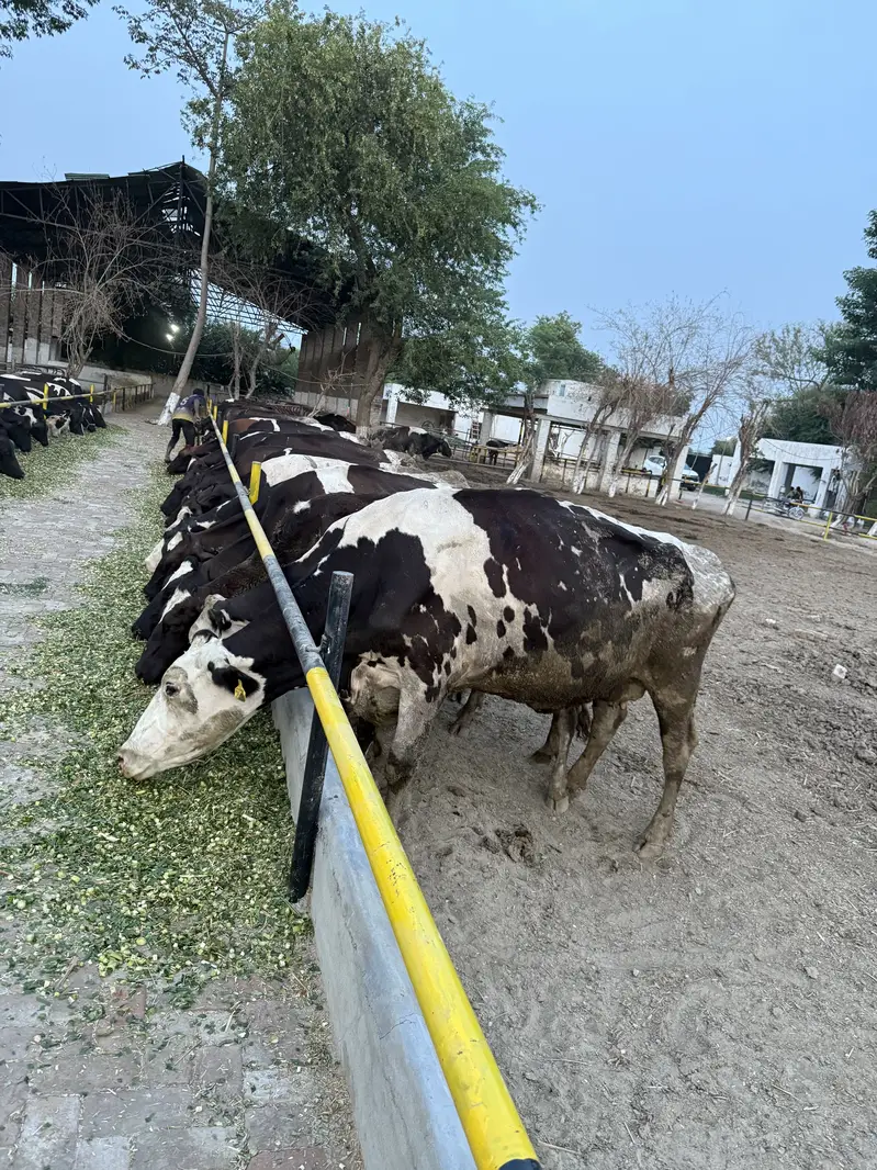 Walti nasal ki cows fore sale Han 30 plus milk — photo 2