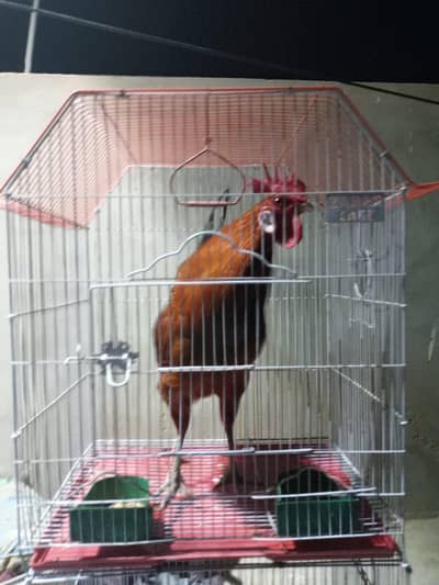 desi murga for sale