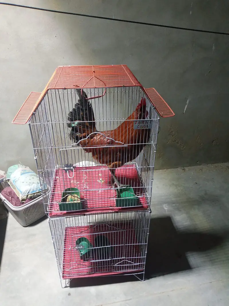 desi murga for sale — photo 2