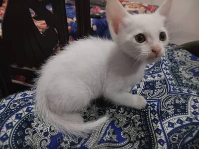 odd coloured eyes cat's Persian kittens